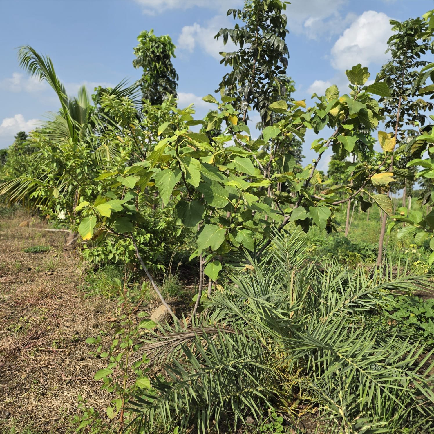 Mixed plantation of mahogany and palm saplings on Lotus Realty Agro Farming land