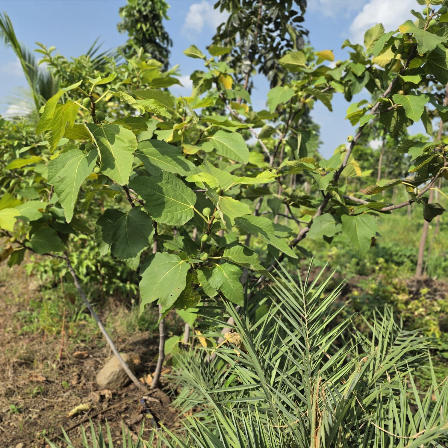 Mahogany sapling growing on Lotus farmland