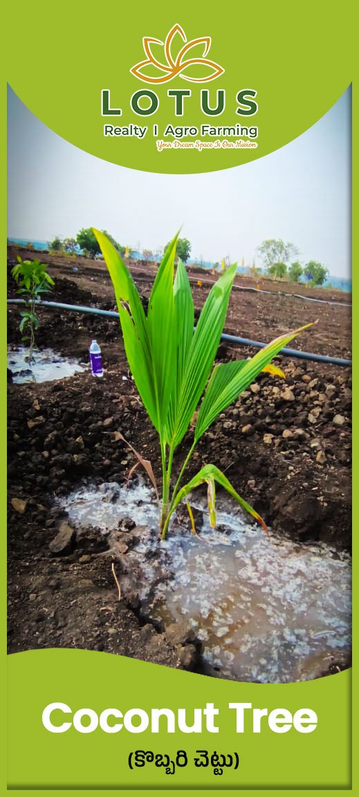 02-Coconut-Tree01